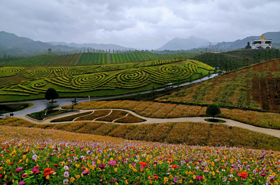 十月的安化茶乡花海_腾讯新闻
