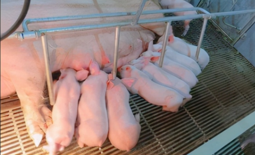 猪奶营养丰富味道鲜美但是为什么没有人喝猪奶呢