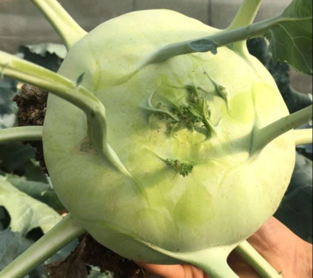 苤蓝的营养价值很高,虽然口感上有一点点苦,但是却能够解毒,消肿,利水