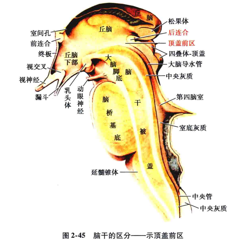 反射通路中的重要中樞,它位於上丘的嘴側,中腦與丘腦相連接的區域(圖