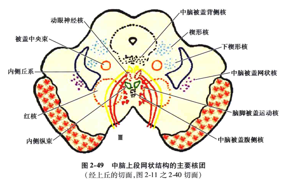 背側被蓋核:位於中央灰質內,動眼神經核和滑車神經核的背側,為腦橋縫