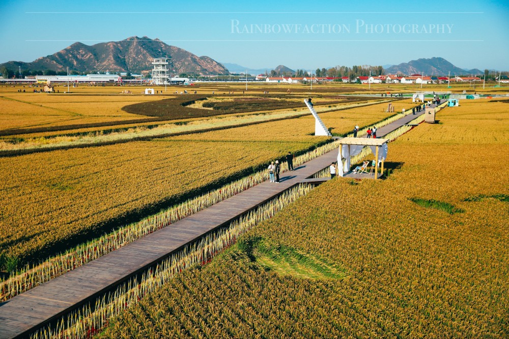 北京出发2小时,超美稻田免费玩～再不去后悔一年