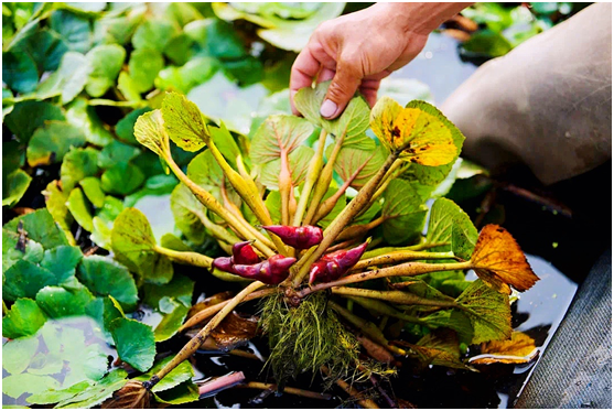 今天我朗读青菱飘香快来尝尝作者茆卫东朗读者陈樱