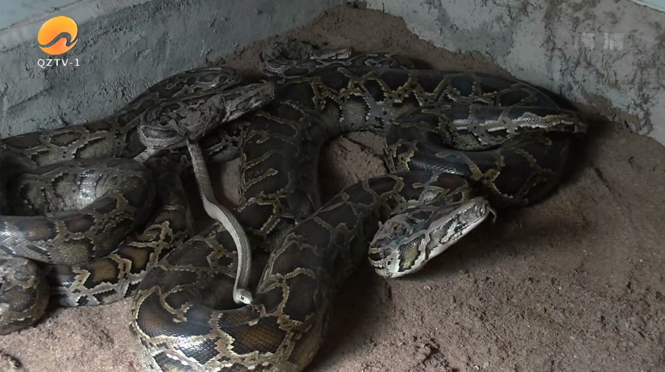 最大60多斤,15年蛇龄!惠安野动站救助3条大蟒