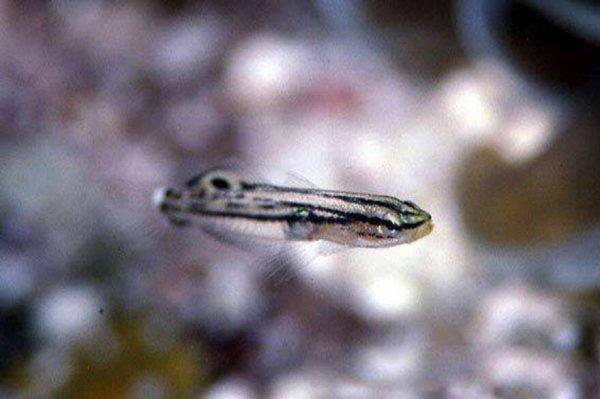 世界上最小的鱼,胖婴鱼体长仅7毫米_腾讯新闻