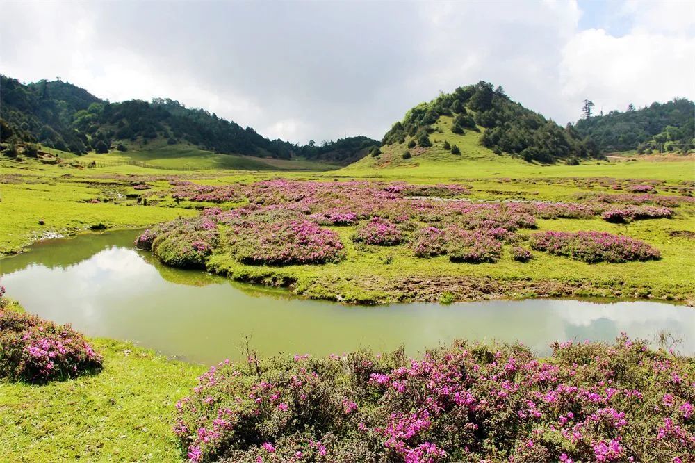 cop15云龙县漕涧林场生物多样性大赏