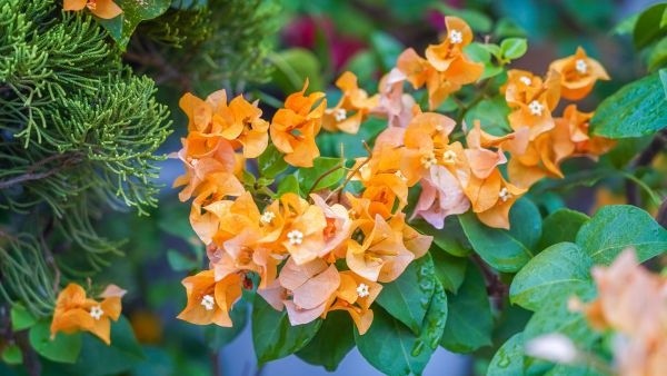 可以黑发的何首乌开花竟又白又仙