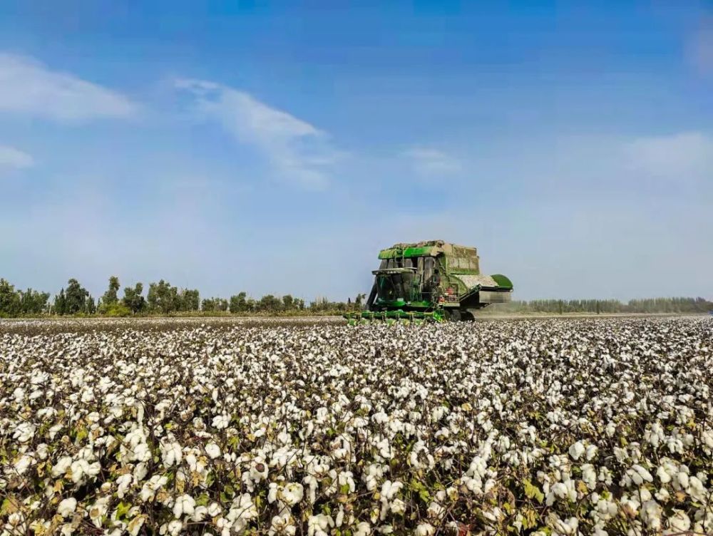 丰收季丨这里的棉花真美