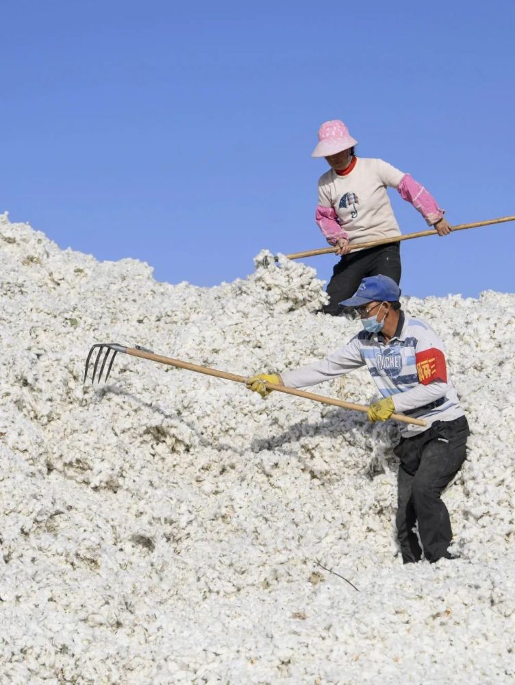 新华全媒 丨中国最大产棉区——新疆进入棉花采收季_腾讯新闻