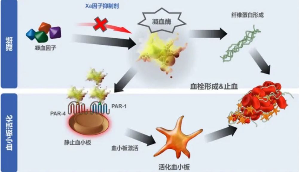 為什麼血液在血管里不會凝固 中國熱點 為什麼血液在血管里不會凝固 中國熱點