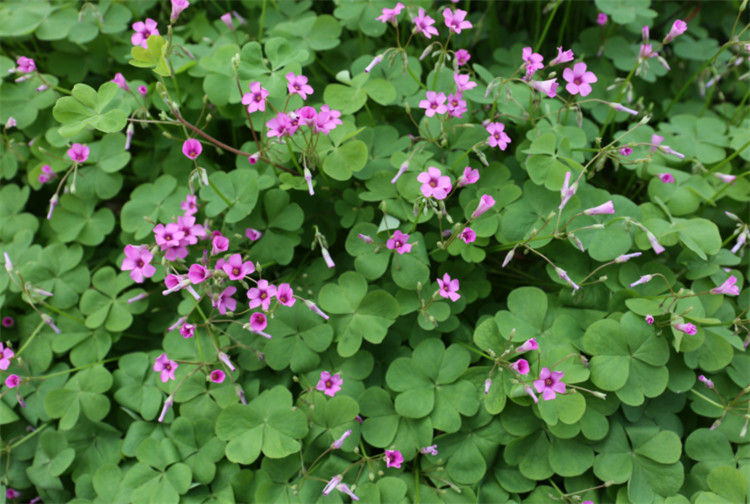 寻常路边的10种野花野草不说乡下孩子城里朋友也知道其中8种