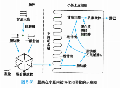 小肠内主要物质的吸收