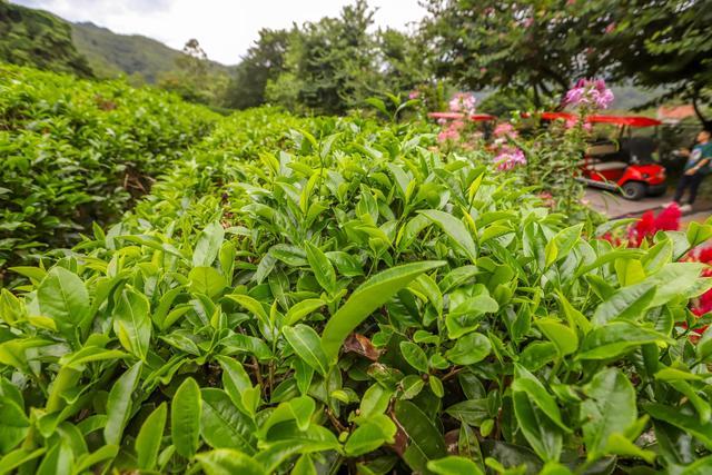 雁南飞茶田梅州5a级景区体验茶文化的好地方