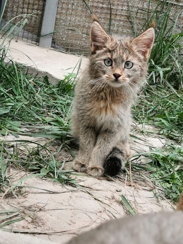 救护国家一级保护野生动物荒漠猫幼崽