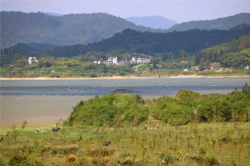 乌石镇候鸟翩跹生态美