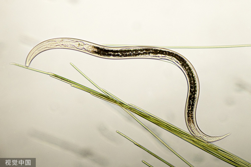 目前人类已知的地球最深"居民"是一种叫做线虫的生物,它们可以在6千米