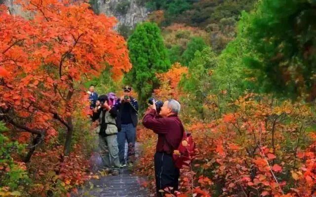 大鴻寨紅葉節盛大開幕!一大波紅葉即將紅透你的朋友圈!