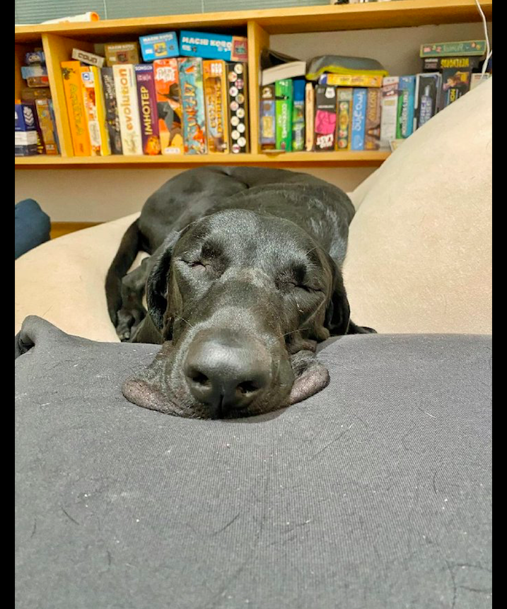 狗狗把头放在沙发上睡觉嘴皮压得都摊成一块了好想摸一摸呀