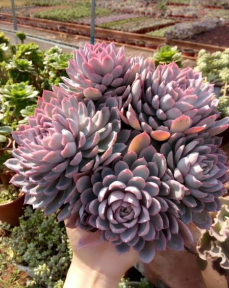 十月养多肉紫罗兰女王,注意4个要点,憋出一圈侧芽,仙气十足