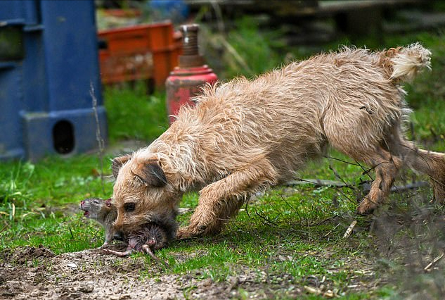 现实版"狗拿耗子":梗犬捉老鼠有多厉害?