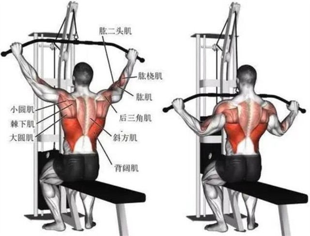 选择宽握距紧握拉力器材,主要利用背阔肌发力,小圆肌和大圆肌辅助发力