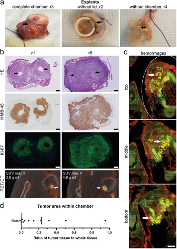 图4体内肿瘤模型的外植体