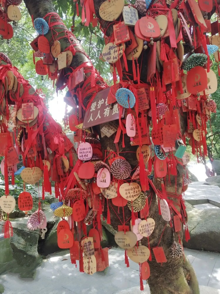 许愿树寓意是什么