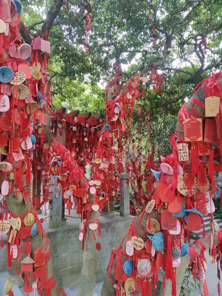许愿树寓意是什么