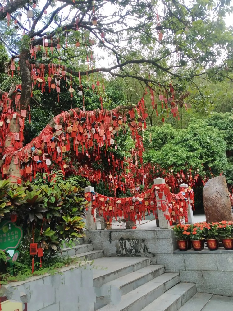 许愿树寓意是什么