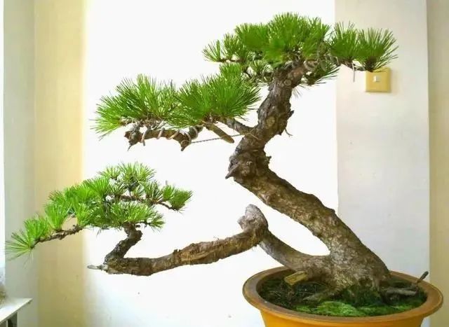 松树盆景在三两年内矮化,老化