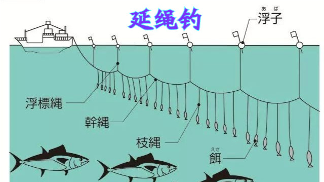 首先来看延绳钓,它的基本结构如下:在一根主线上绑上许多根等距离的