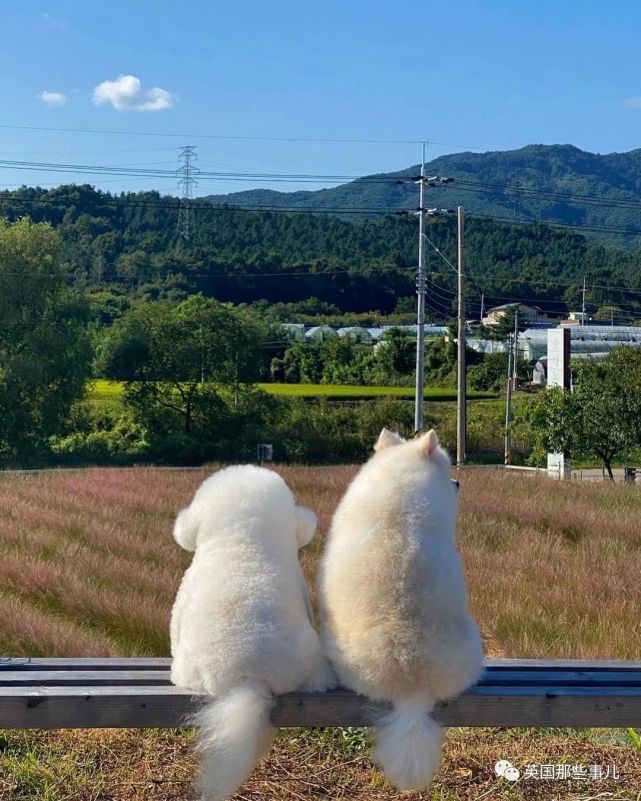 一只棉花糖狗狗,圆润的背影,一转正面原来还是小戏精啊!