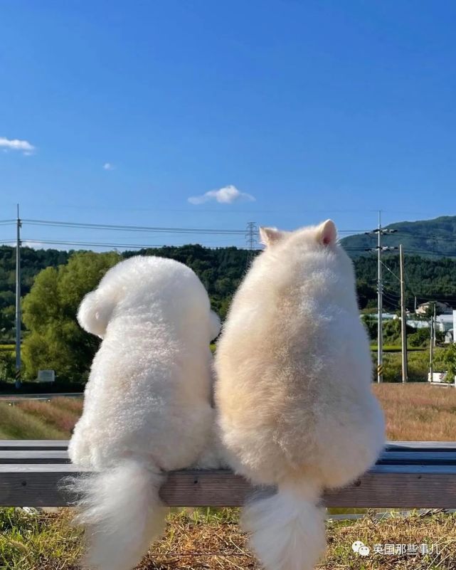 一只棉花糖狗狗,圆润的背影,一转正面原来还是小戏精啊!_腾讯新闻