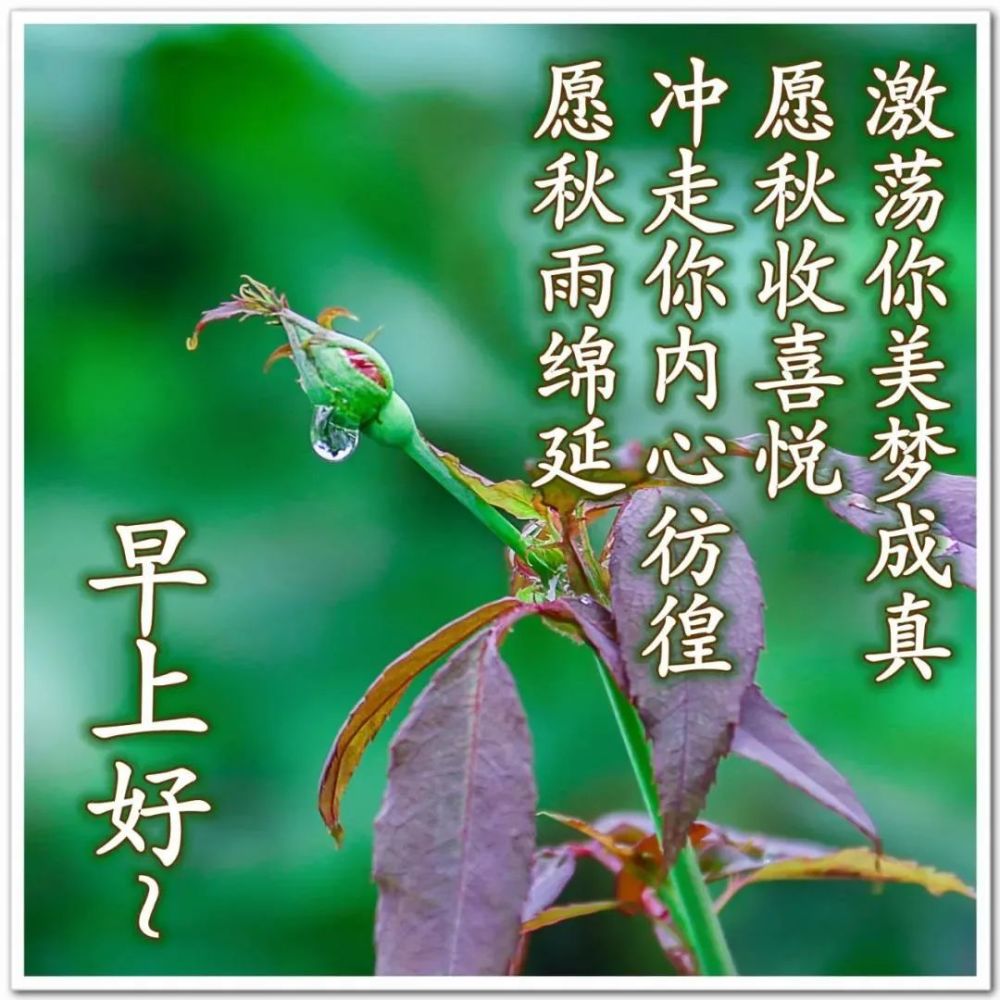 9张最新创意唯美的秋日早安早上好图片带祝福语 不用打字聊天的秋天