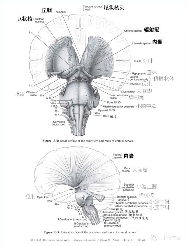 内囊精美解剖图