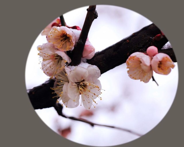 雨涼梨花落,白頭又一年.紙上燈寒,梅花最是年年有.