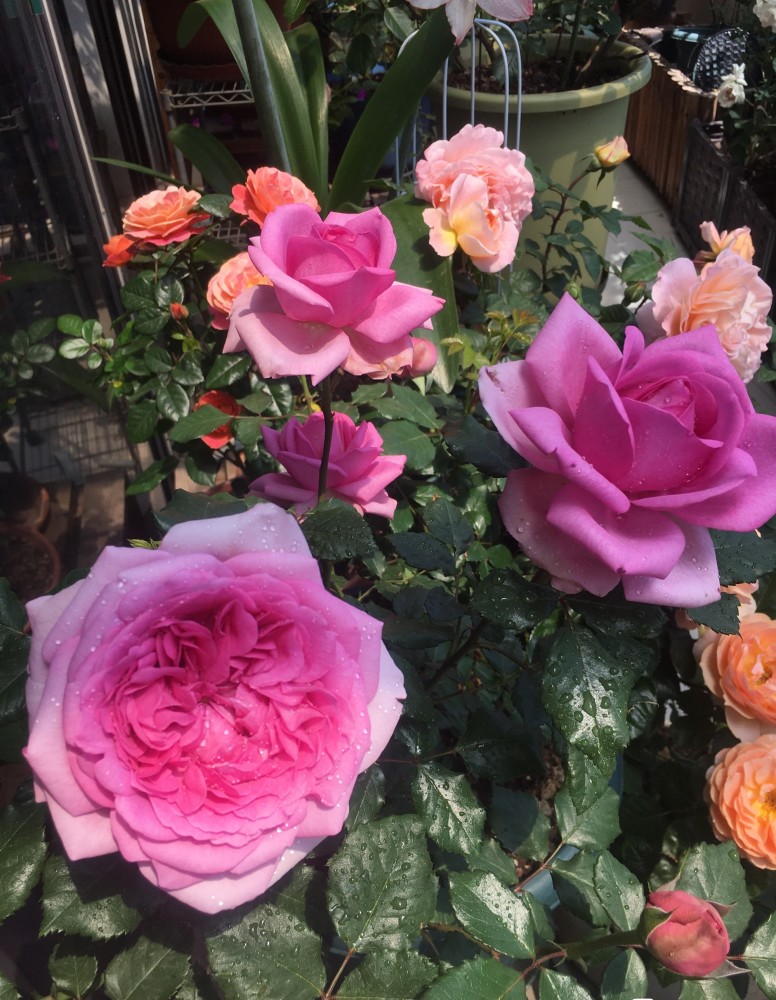 月季花庞巴度集赏花闻香于一身四季勤开阳台党也能养