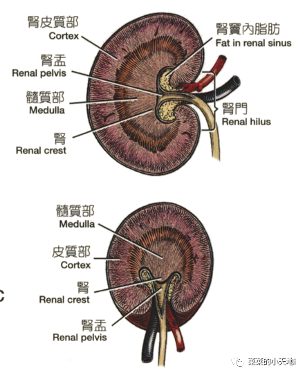 腎皮質與肝實質相比呈現低迴聲或等回聲;腎髓質比皮質呈現低迴聲.