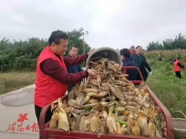 书记市长领队进玉米地,陕西咸阳万名党员干部助农抢收抢种