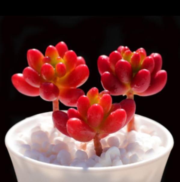 秋冬养这5款红色系多肉越晒颜色越鲜艳容易爆盆长势好