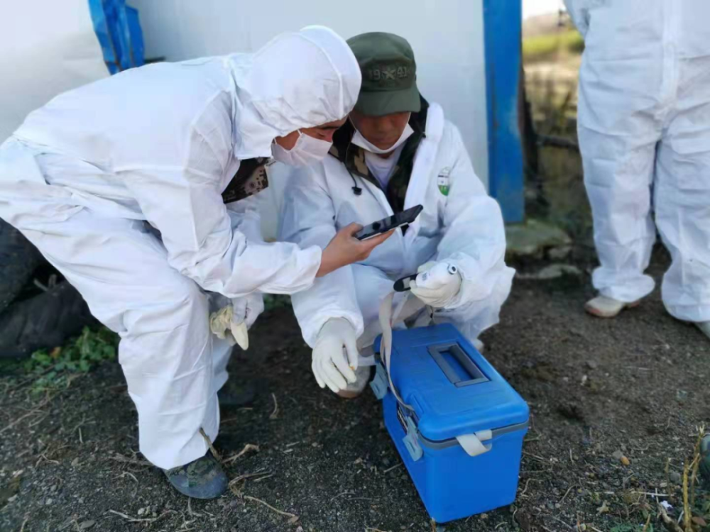 孙吴县畜牧兽医总站组织开展秋季动物集中免疫工作