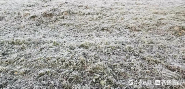 气温变低,早上起来满地白霜