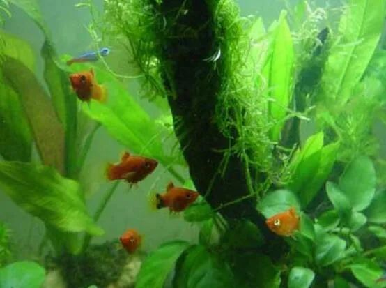 水草怎么养长得好 同时净化水质 腾讯新闻