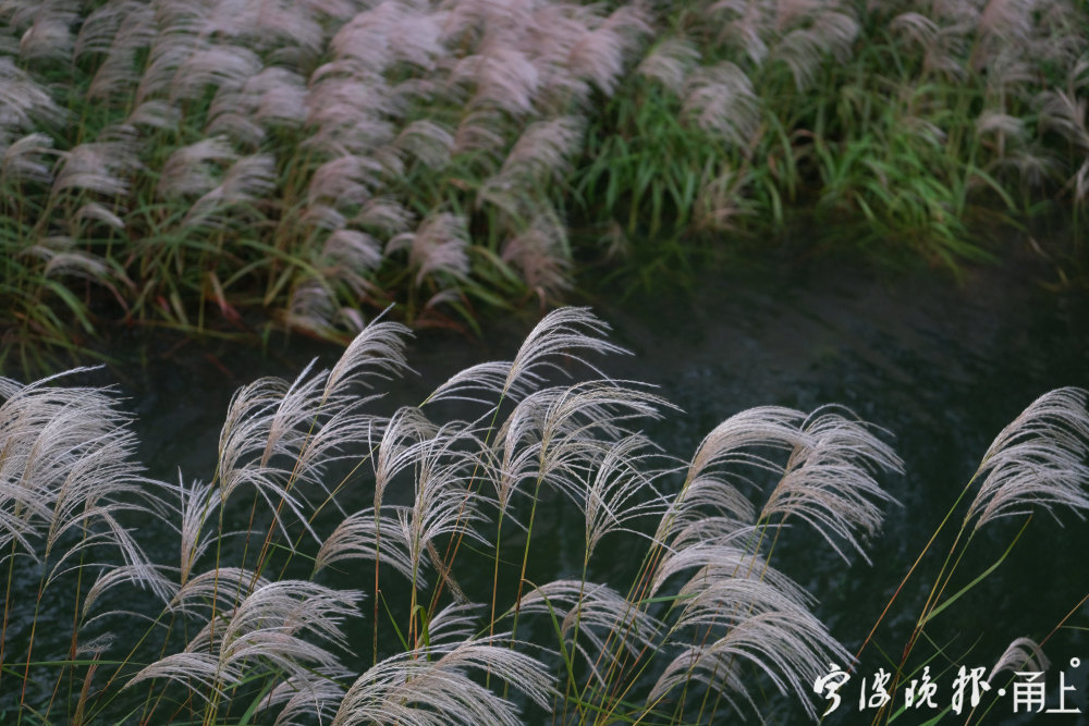 金色稻田映白荻来这里赏太白湖秋季的狂野之美