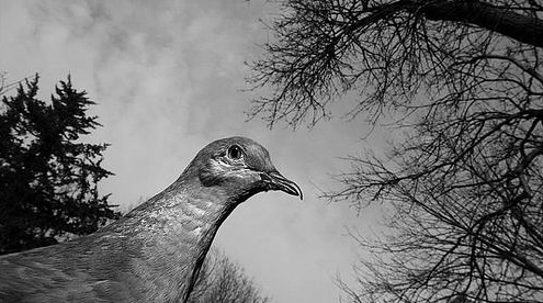 旅鸽真惨50亿只的数量到灭绝仅用了一百多年的时间