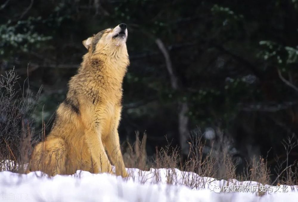 雪原狼追杀公狼把毒死母狼的知青追杀回城猎人却惨遭狼害