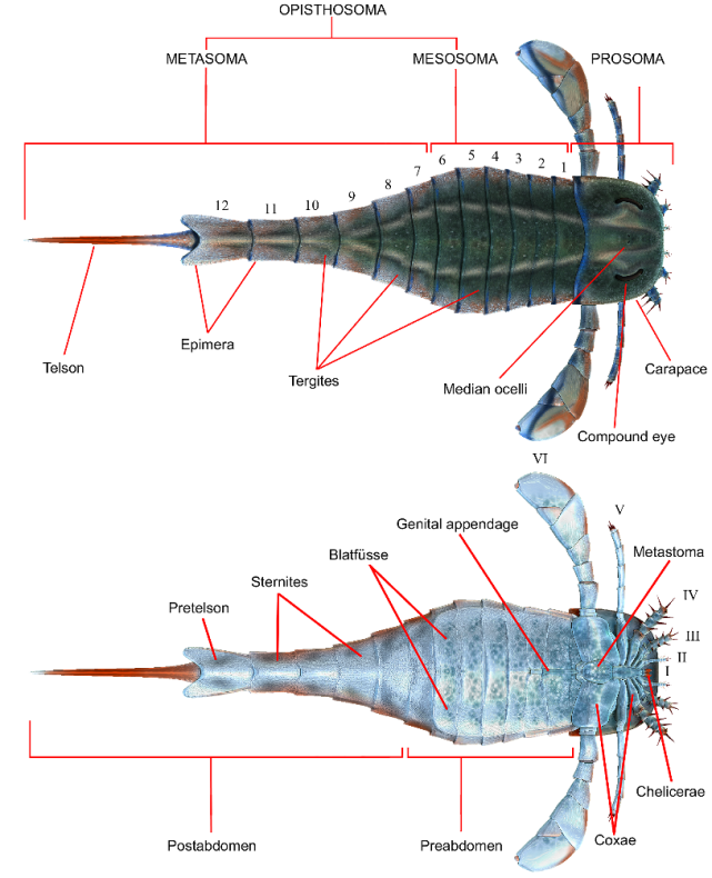 教你如何打败地球历史上的生物霸主_腾讯新闻