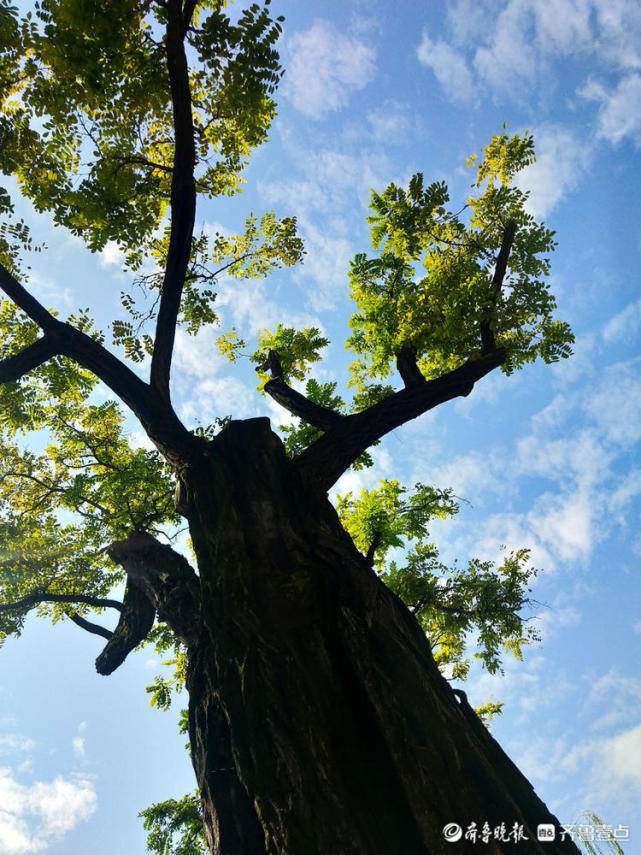 大明湖内,沧桑古槐枝繁叶茂