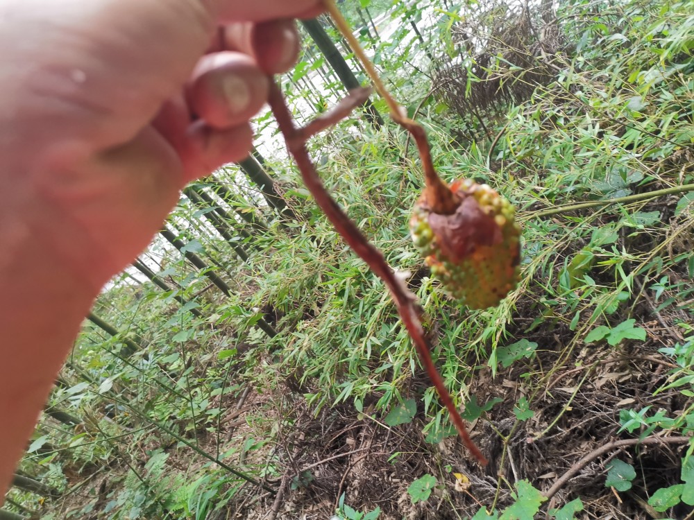 天宫山里蛇苞谷