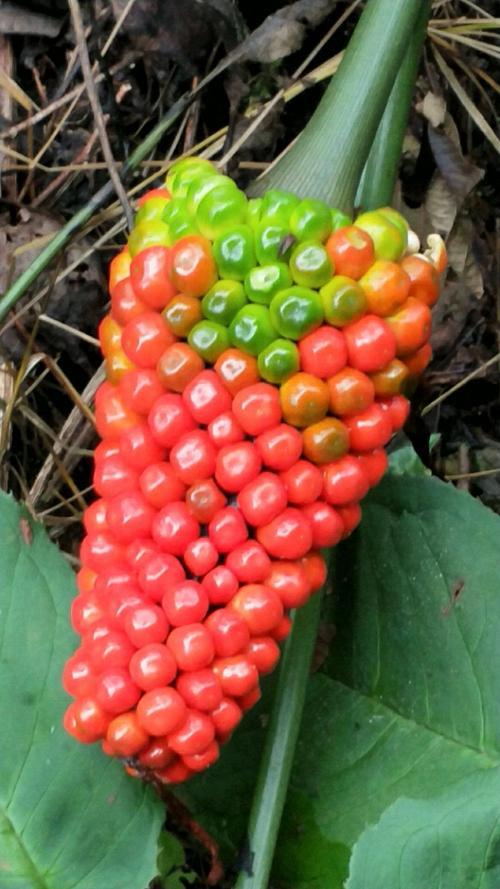 天宫山里蛇苞谷